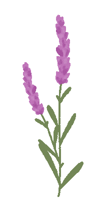 Essentialoils Lavanda Sticker by AYLA