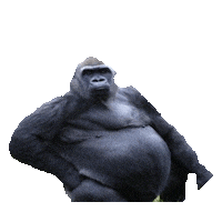 gorilla STICKER by imoji