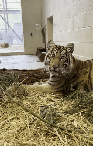Tiger Cub Loves Bubbles