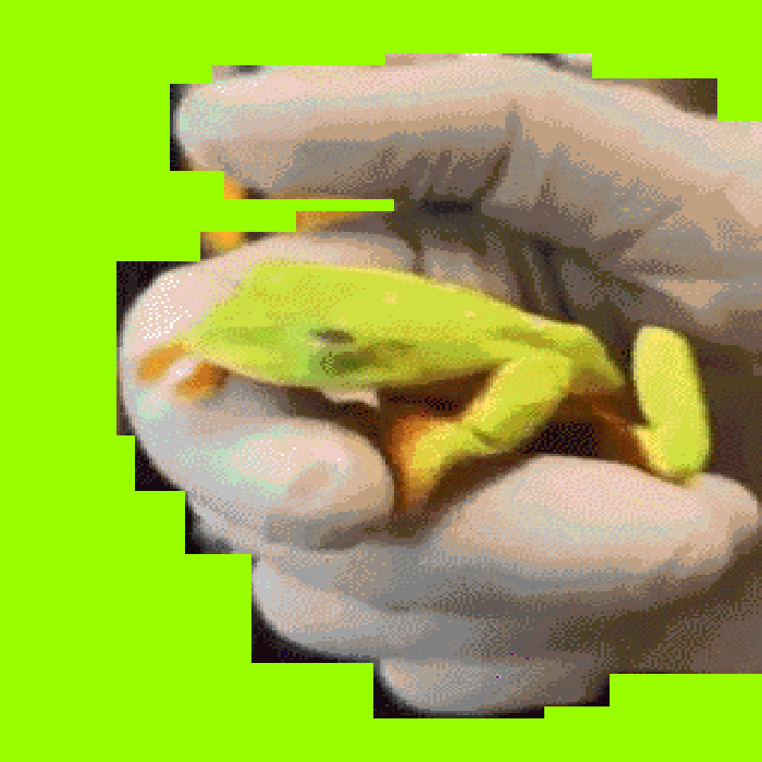 GIF by Lorna Mills