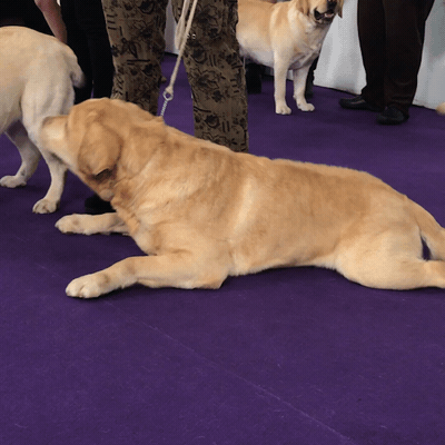 westminster dog show dogs GIF by Westminster Kennel Club