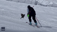 Angry Grouse Chases Skier Down Whistler Slopes