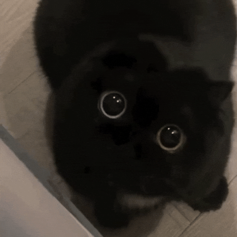 Black Cat GIF