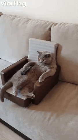 Cat Comfortably Watches Movie GIF by ViralHog