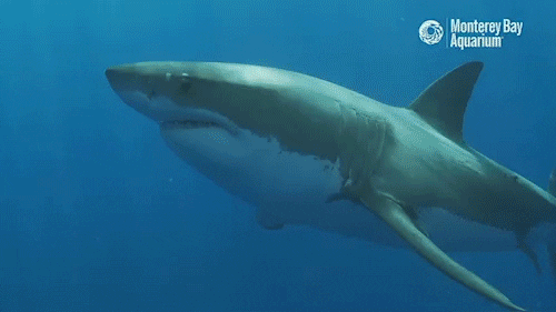 white shark GIF by Monterey Bay Aquarium
