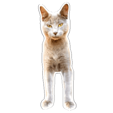 Cat Sticker
