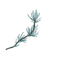 Winter Plant Sticker