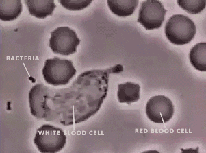 blood cells GIF