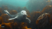 Seal-eepy Time: Diver's Buddy Snoozes Among the Seaweed