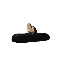 julietagracian sad pop blonde bed Sticker