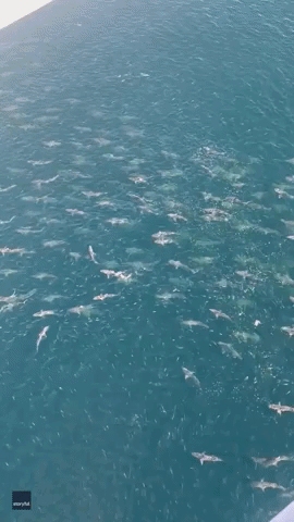 Oil Rig Gives Offshore Worker Panoramic View of Huge Shoal of Sharks