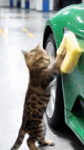 Cats GIF