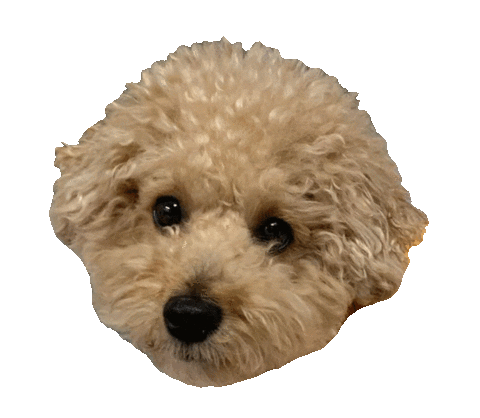 Dog Nov Sticker