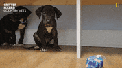 Dogs Reaction GIF by Nat Geo Wild