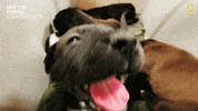 Happy National Geographic GIF by Nat Geo Wild
