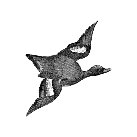 Black And White Bird Sticker by The Wild Curiosity