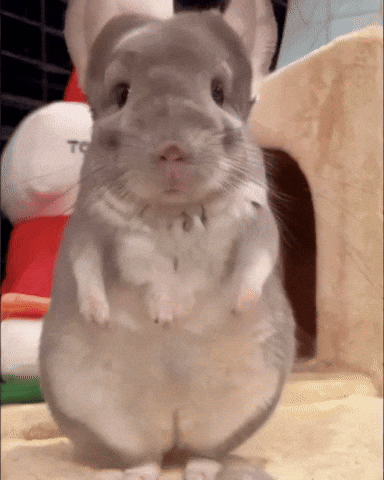 Chinchilla Sue GIF