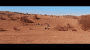 TransporterGeorgia extreme atv cfmoto transportergeorgia GIF