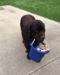 dog puppy GIF