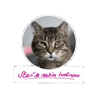Fousky cat animal shelter útulek adoptuj Sticker