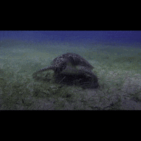 BlueMarineF ocean marine conservation ocean conservation GIF