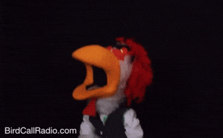 BirdCallRadio angry song chicken stare GIF