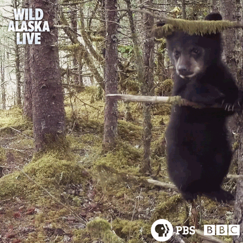Bbc One Bear GIF by BBC