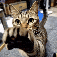 KIRARIwithYANMARS cat touch come here ねこ GIF