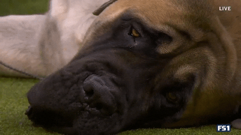 Dogs GIF by Westminster Kennel Club