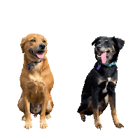 hsbroward dogs puppy puppies dog walk Sticker