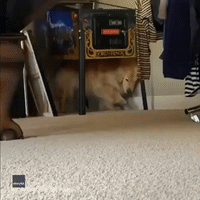 Itching to Dance? Golden Retriever 'Boogies' as He Finds a Place to Scratch