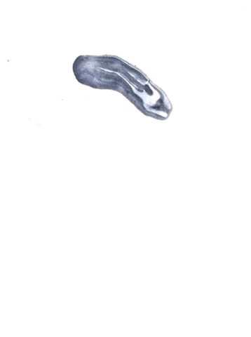 rachelbotha giphygifmaker GIF