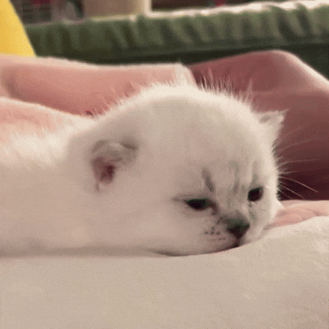 This Is Me Kitten GIF by Respective