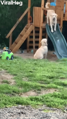 Golden Retrievers Apprehensive About Slide