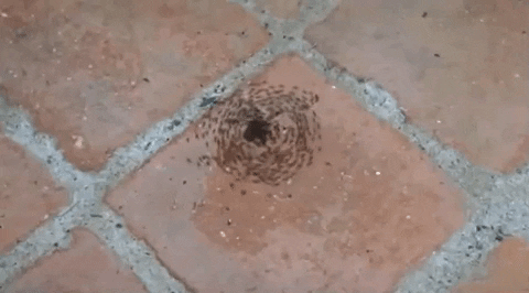 btrka giphyupload circle spiral circulo GIF