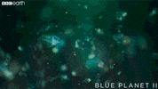 blue planet snow GIF by BBC Earth
