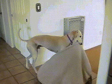 tingtinglu giphyupload GIF