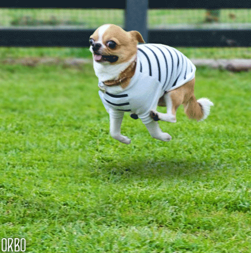 chihuahua mission GIF