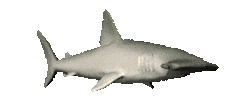 shark STICKER