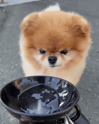 Pomeranian Happy Dog GIF