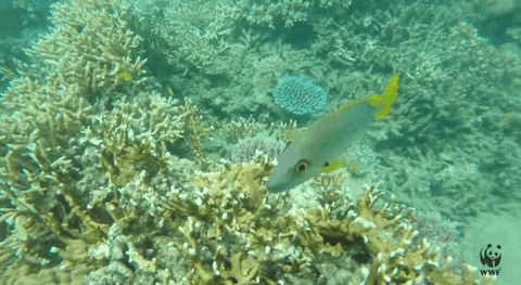 turtle GIF