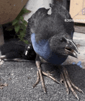 charcoalthepukeko sprite pukeko charcoalthepukeko spritethepukeko GIF