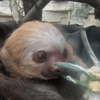 Two-Toed Sloth Celebrates Fifth Birthday