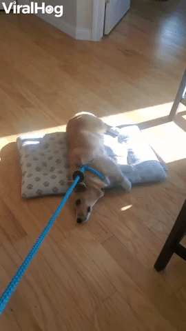 Doggy Makes a Choice Between Walking and Bed