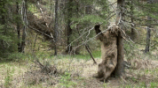 forest strip GIF