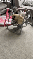 Pug Gets Stuck in Baby Rocker