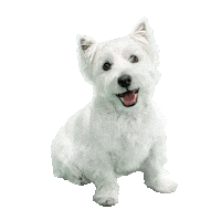 Westie Sticker by Cesar Canine Cuisine