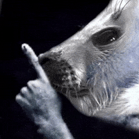 Seal Silence GIF
