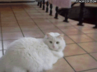 rolling barrel roll GIF by Cheezburger
