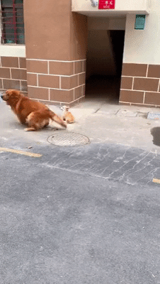 cuteanimalland giphyupload GIF